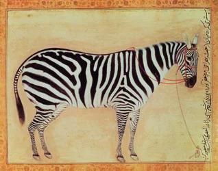 Zebra, uit het Minto Album, Mughal